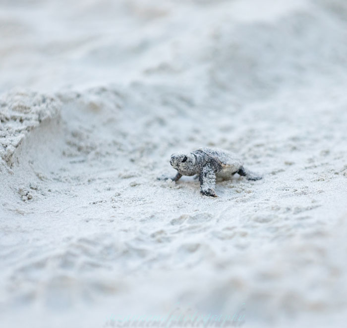 Sunset Beach Sea Turtle Nest Boil