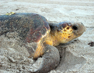 Sea Turtle - Nesting Loggerhead