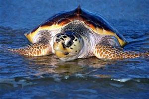 Sea Turtle - Loggerhead