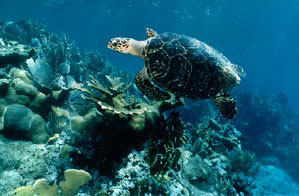 Sea Turtle