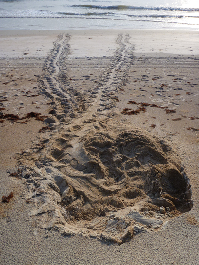 Sea Turtle Tracks on Sunset Beach
