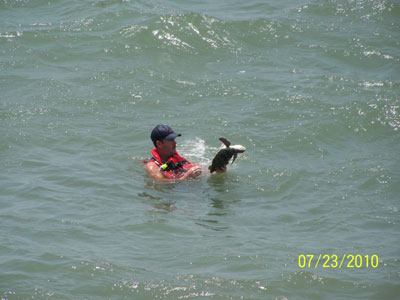 Sea Turtle Rescue at Sunset Beach Pier