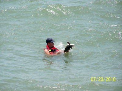 Sea Turtle Rescue at Sunset Beach Pier