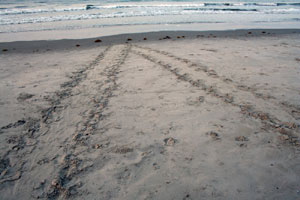 Turtle Tracks