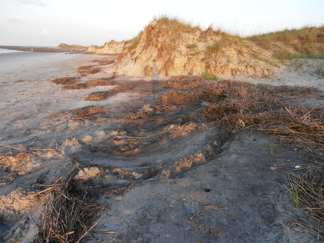 Bird Island Nest #1 - 5/2