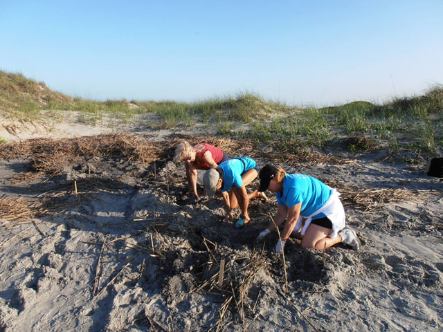 Bird Island Nest #1 - 5/2