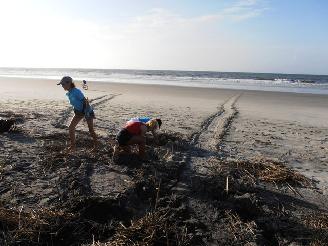 Bird Island Nest #1 - 5/2