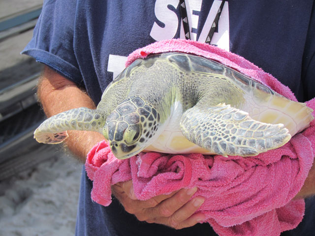 Karen Beasley Sea Turtle Rescue & Rehabilitation Hospital Turtle Release, Topsail, NC - June 5, 2013