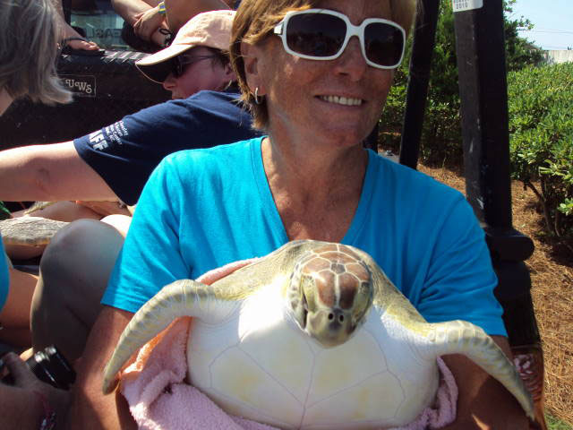 Sea Turtle Release at Topsail Beach