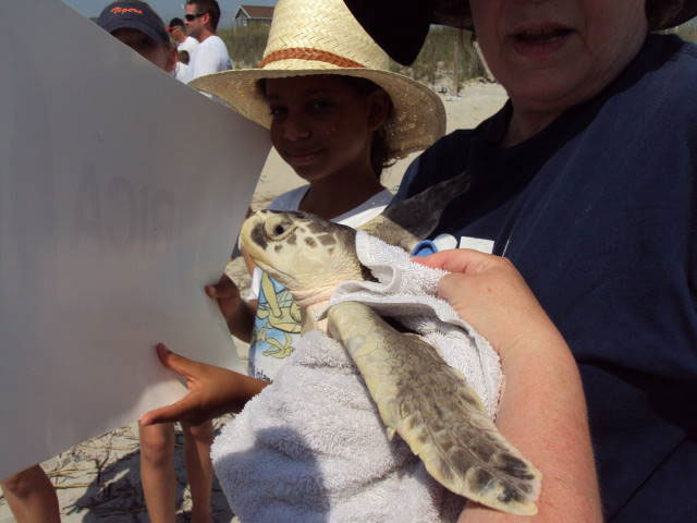 Sea Turtle Release at Topsail Beach