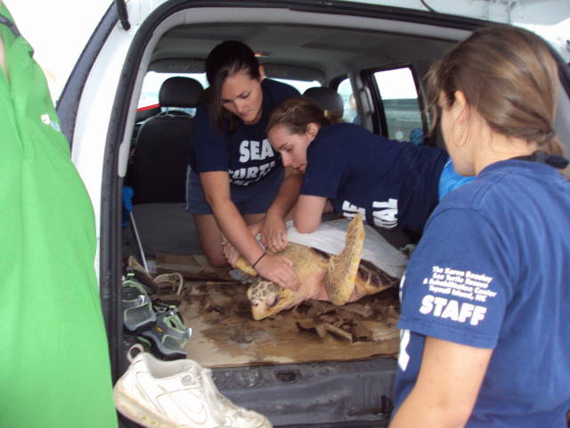 Sea Turtle Release - Topsail, NC