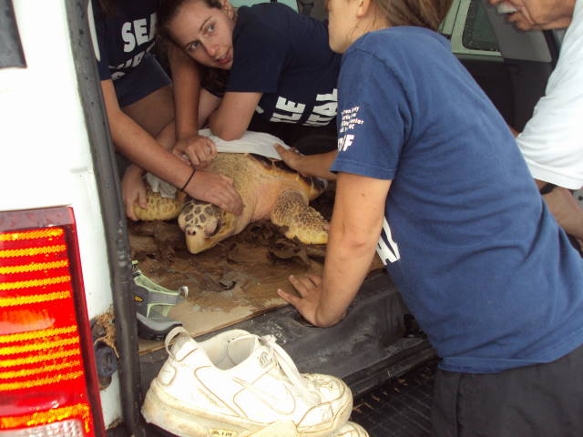 Sea Turtle Release - Topsail, NC