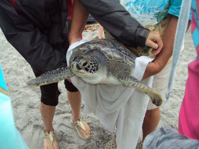 Sea Turtle Release - Topsail, NC