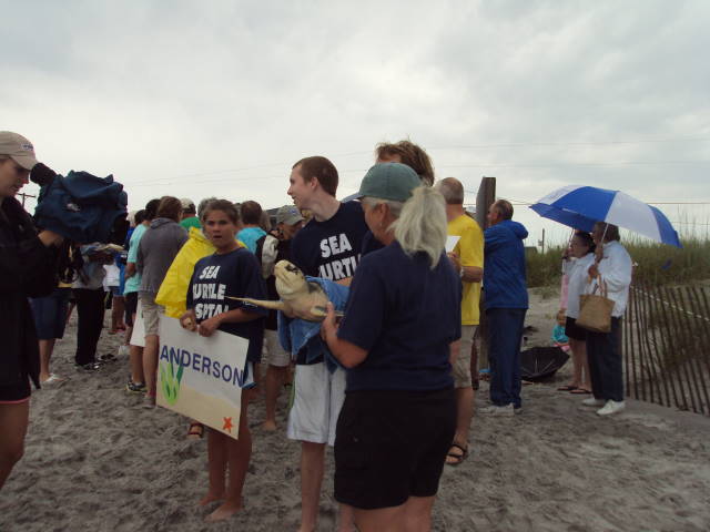 Sea Turtle Release - Topsail, NC