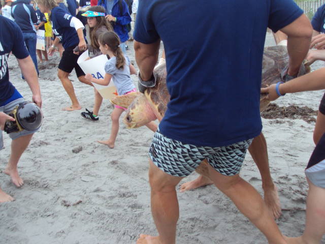 Sea Turtle Release - Topsail, NC