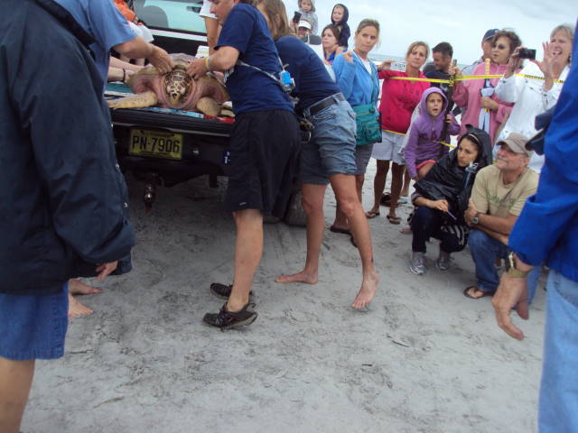 Sea Turtle Release - Topsail, NC