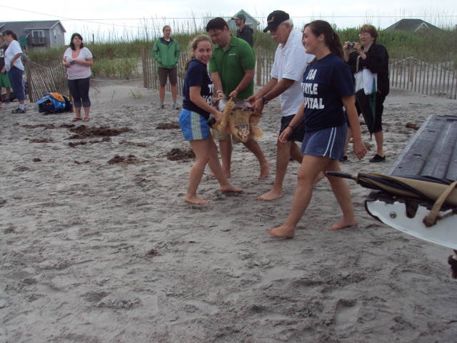 Sea Turtle Release - Topsail, NC