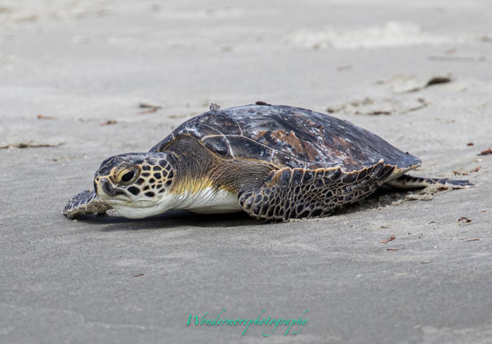 Sunset Beach, NC Release - April 15, 2021