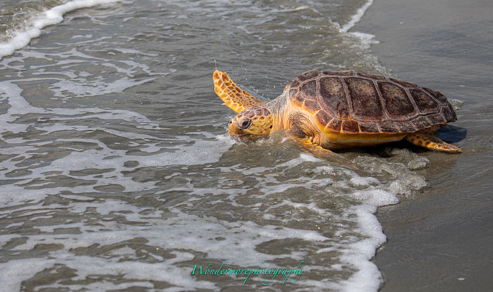 Sunset Beach, NC Release - April 15, 2021