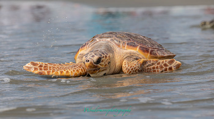 Sunset Beach, NC Release - April 15, 2021