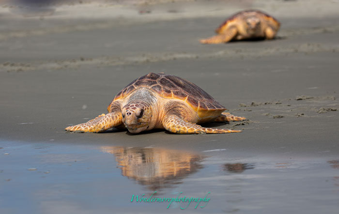 Sunset Beach, NC Release - April 15, 2021