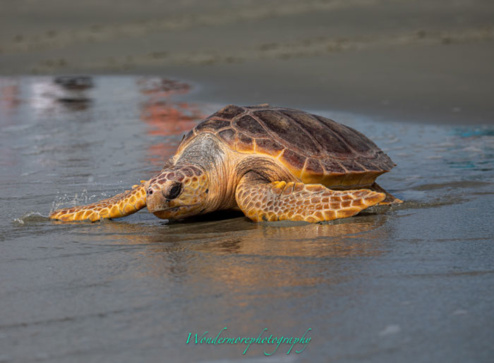 Sunset Beach, NC Release - April 15, 2021