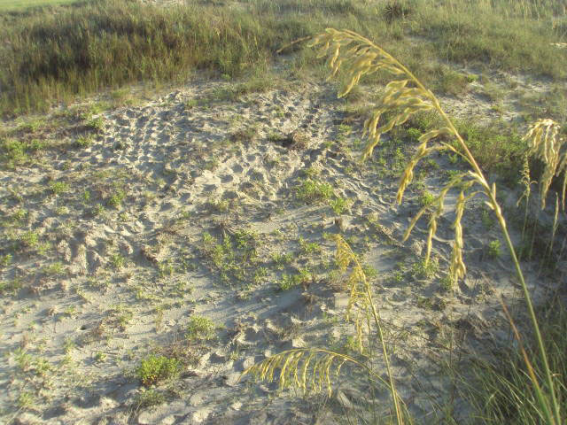 Sunset Beach Bird Island Lost Turtle