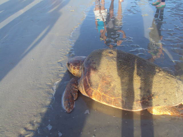 Sunset Beach Bird Island Lost Turtle