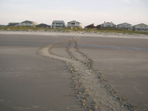 Turtle Tracks