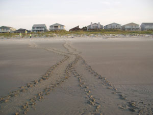 Turtle Tracks