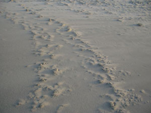 Turtle Tracks