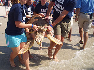 2007 Sea Turtles Release