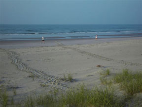 BI-2 Nest - Bird Island