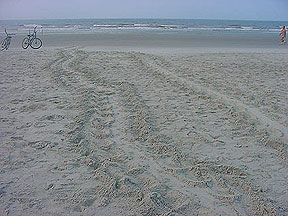 Turtle Tracks