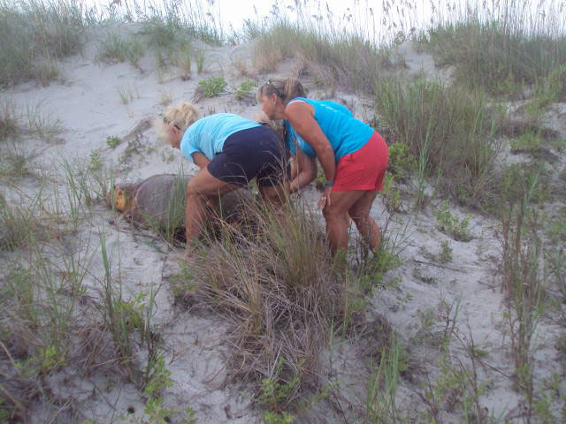 Sunset Beach Bird Island Stranded Sea Turtle