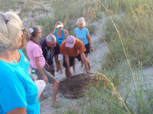 Sunset Beach Bird Island Stranded Sea Turtle