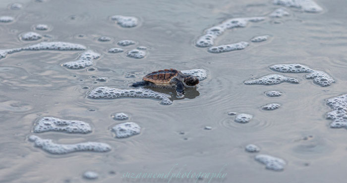 Sunset Beach Sea Turtle Nest Boil