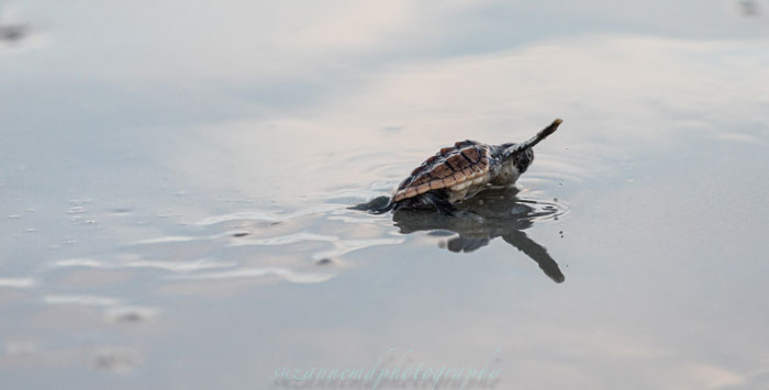 Sunset Beach Sea Turtle Nest Boil