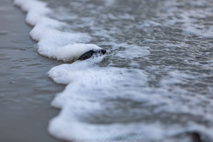 Sunset Beach Sea Turtle Nest Boil