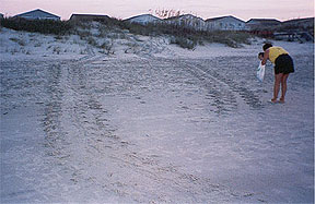 Turtle Tracks