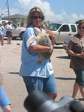 Topsail Turtle Release