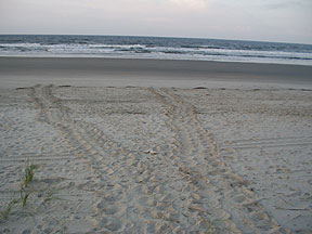 Turtle Tracks - Bird Island