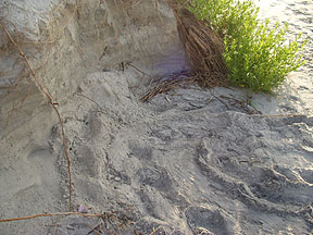 Turtle Tracks - Bird Island