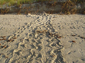 Turtle Tracks - Bird Island