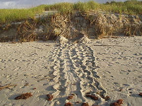 Turtle Tracks - East End